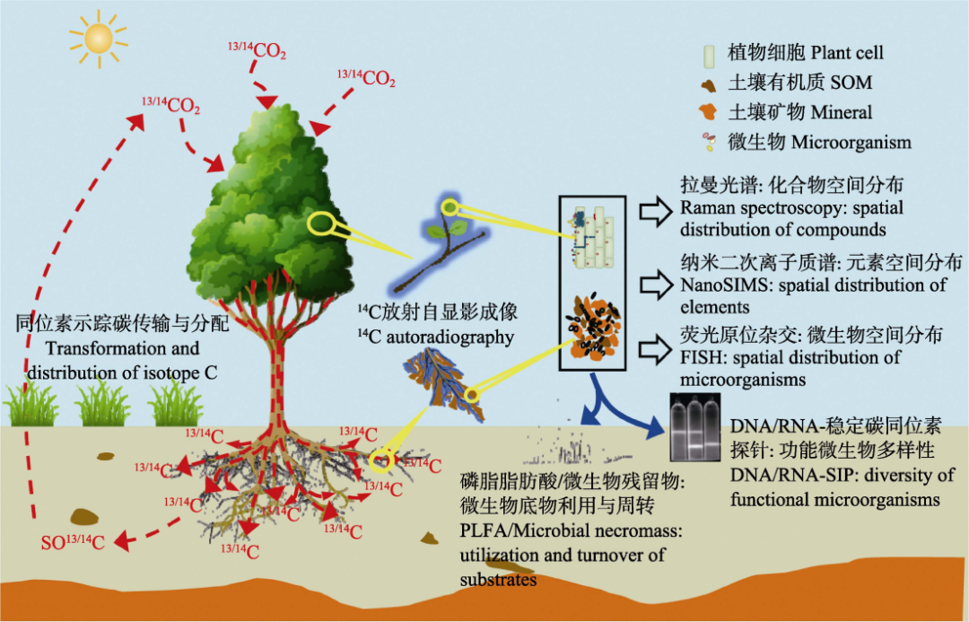 【热点Focus】碳同位素示踪技术及其在陆地生态系统碳循环研究中的应用与展望